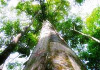 Description: http://www.kotajambi.go.id/id/pariwisata/objwisata/htankota02.jpg